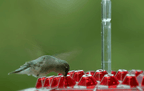 Nutriente per Colibrì Antiproof da Appendere all'Aperto