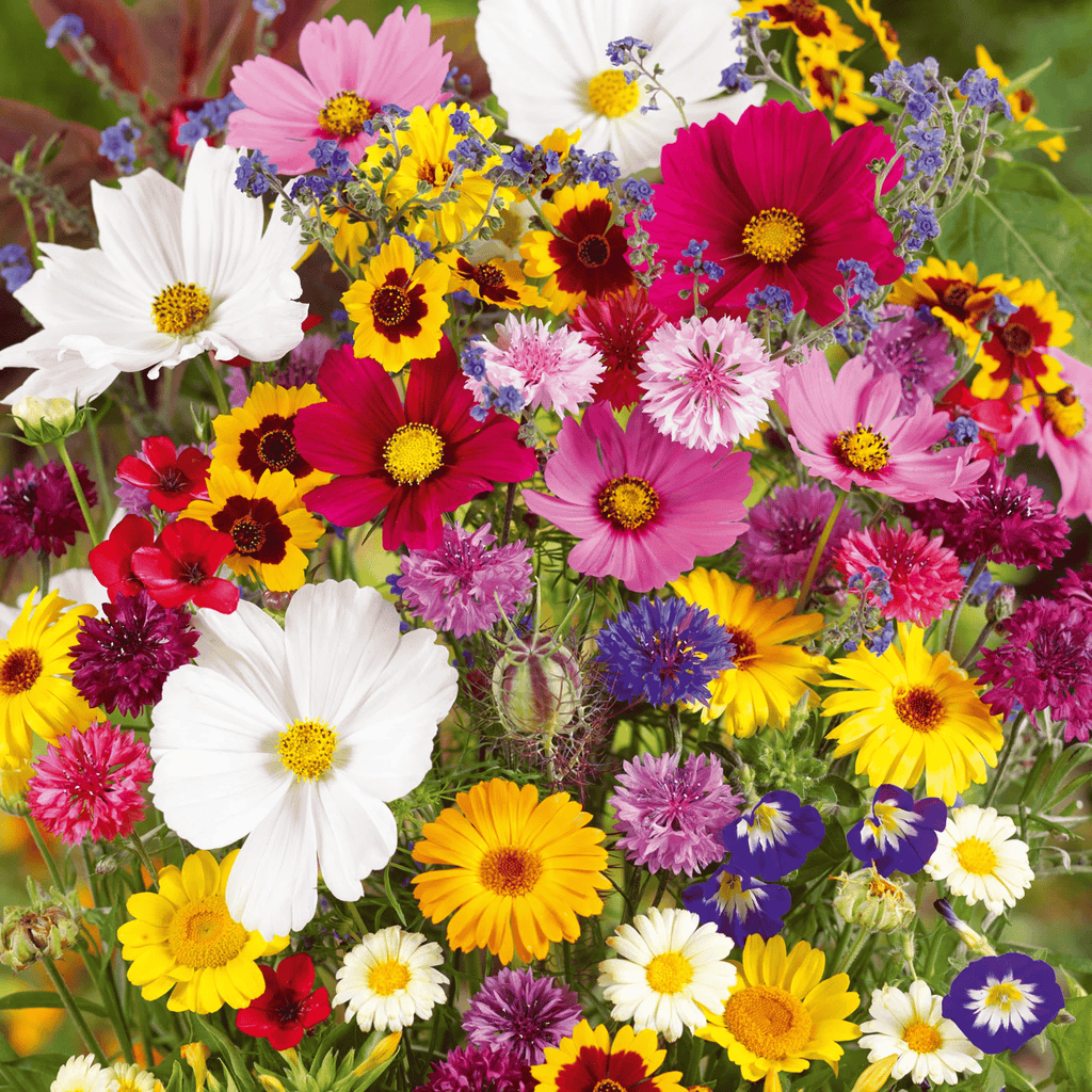 🔥Ultimo giorno di svendita💝Semi di Fiori Perennials Misti - Oltre 30 varietà miste