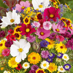 🔥Ultimo giorno di svendita💝Semi di Fiori Perennials Misti - Oltre 30 varietà miste