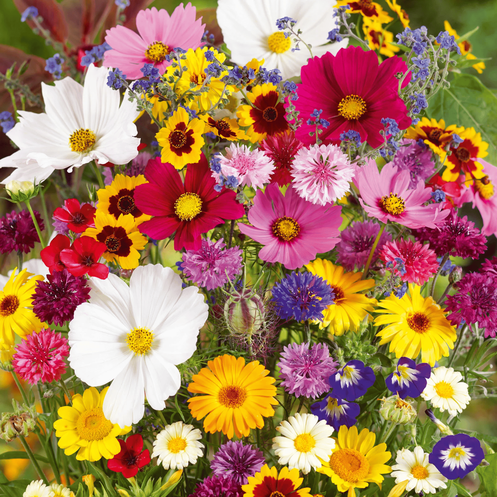 🔥Ultimo giorno di svendita💝Semi di Fiori Perennials Misti - Oltre 30 varietà miste