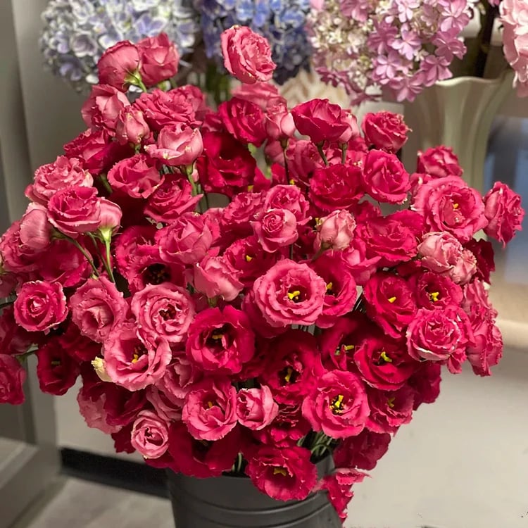 Rosa Eustoma senza spine💐Semi di Lisanthus