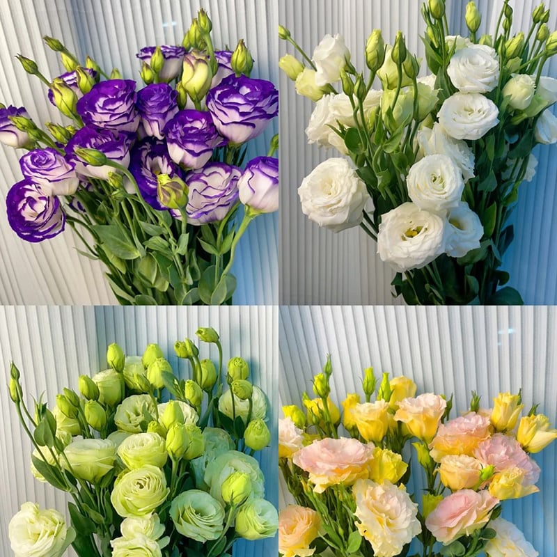 Rosa Eustoma senza spine💐Semi di Lisanthus