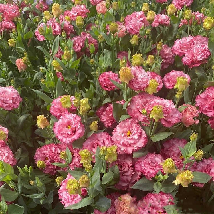 Rosa Eustoma senza spine💐Semi di Lisanthus