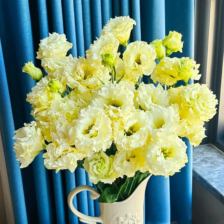 Rosa Eustoma senza spine💐Semi di Lisanthus