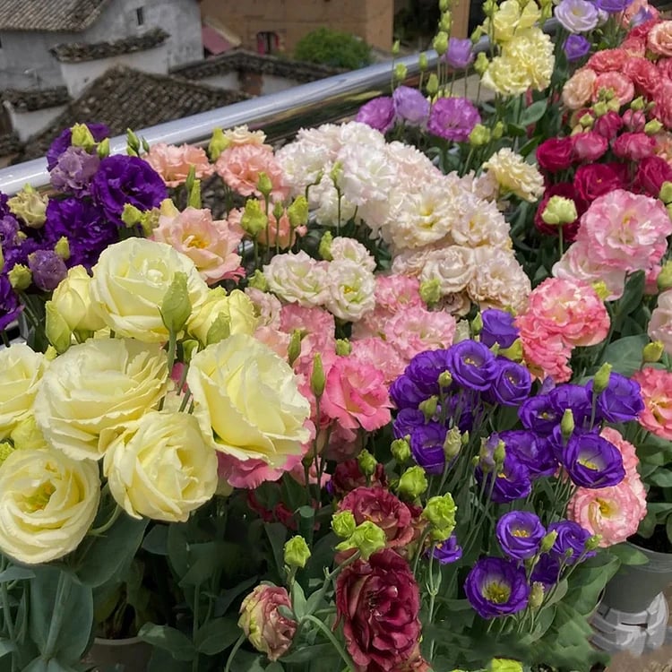 Rosa Eustoma senza spine💐Semi di Lisanthus