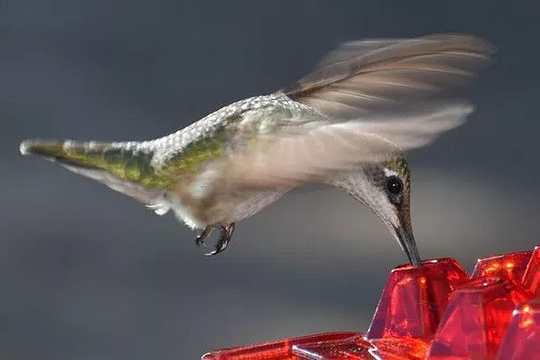 Nutriente per Colibrì Antiproof da Appendere all'Aperto