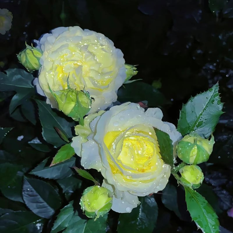 Rosa Eustoma senza spine💐Semi di Lisanthus