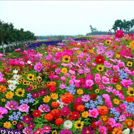 🔥Ultimo giorno di svendita💝Semi di Fiori Perennials Misti - Oltre 30 varietà miste