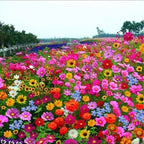 🔥Ultimo giorno di svendita💝Semi di Fiori Perennials Misti - Oltre 30 varietà miste