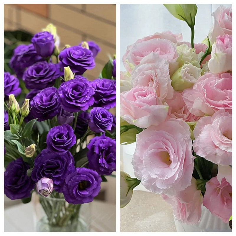 Rosa Eustoma senza spine💐Semi di Lisanthus