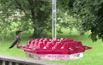 Mangiatore di Colibrì a Prova di Formiche da Appendere all'Aperto