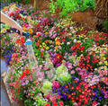 🔥Ultimo giorno di svendita💝Semi di Fiori Perennials Misti - Oltre 30 varietà miste