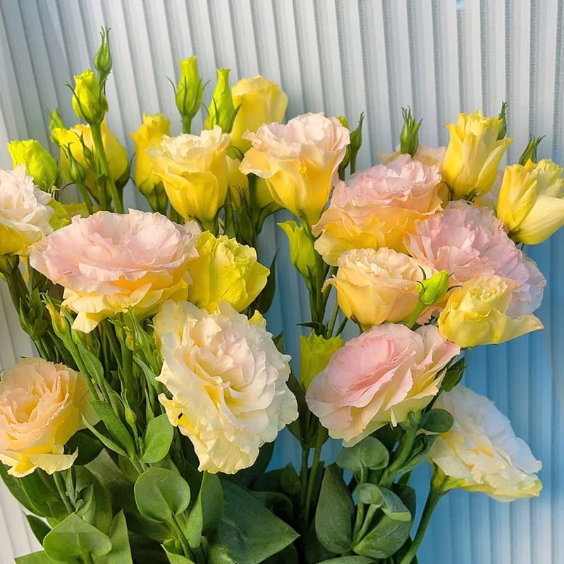 Rosa Eustoma senza spine💐Semi di Lisanthus