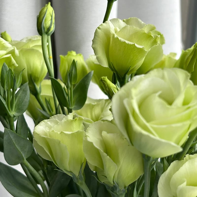 Rosa Eustoma senza spine💐Semi di Lisanthus