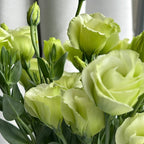 Rosa Eustoma senza spine💐Semi di Lisanthus