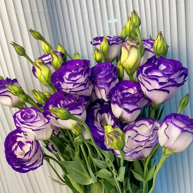 Rosa Eustoma senza spine💐Semi di Lisanthus