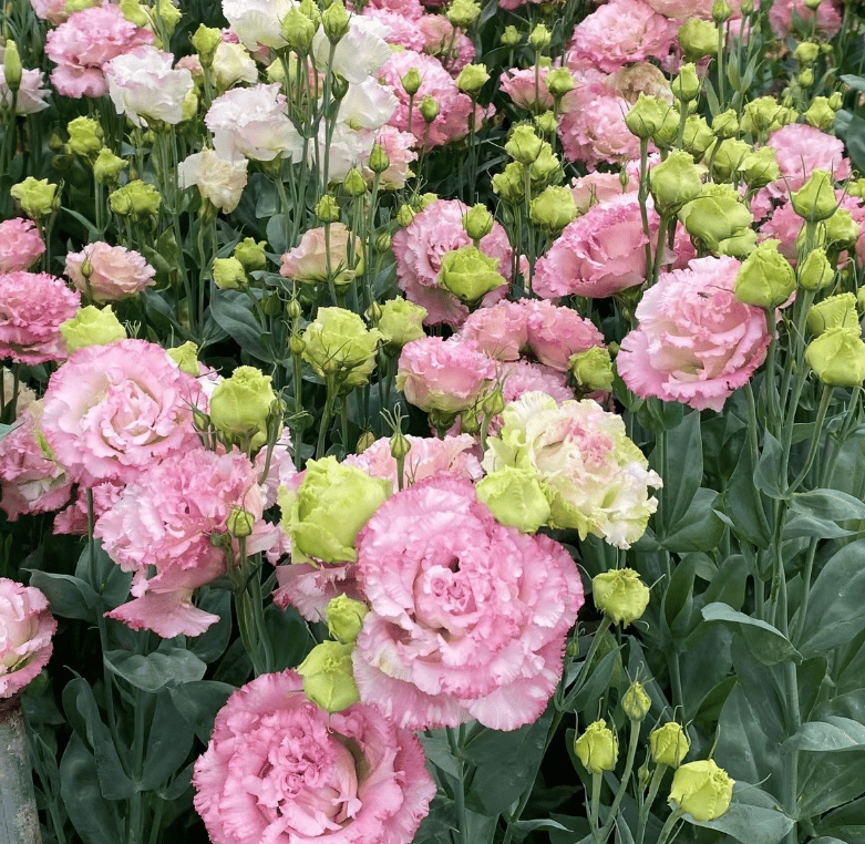 Rosa Eustoma senza spine💐Semi di Lisanthus