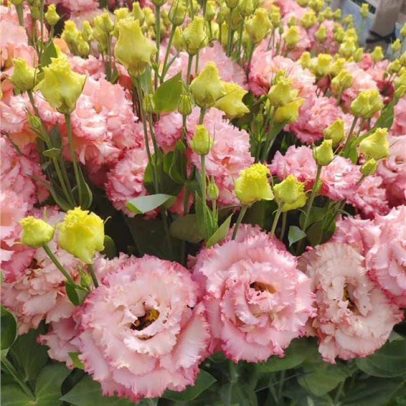 Rosa Eustoma senza spine💐Semi di Lisanthus