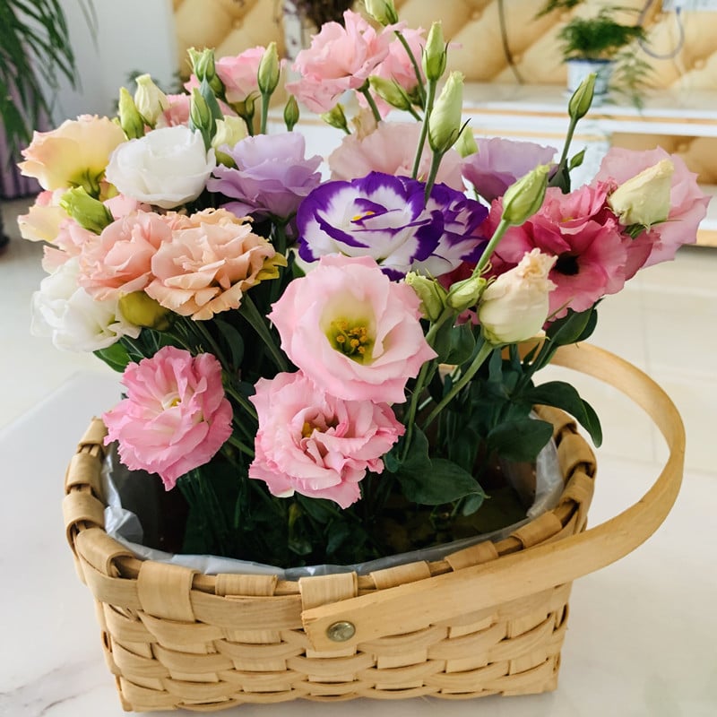 Rosa Eustoma senza spine💐Semi di Lisanthus