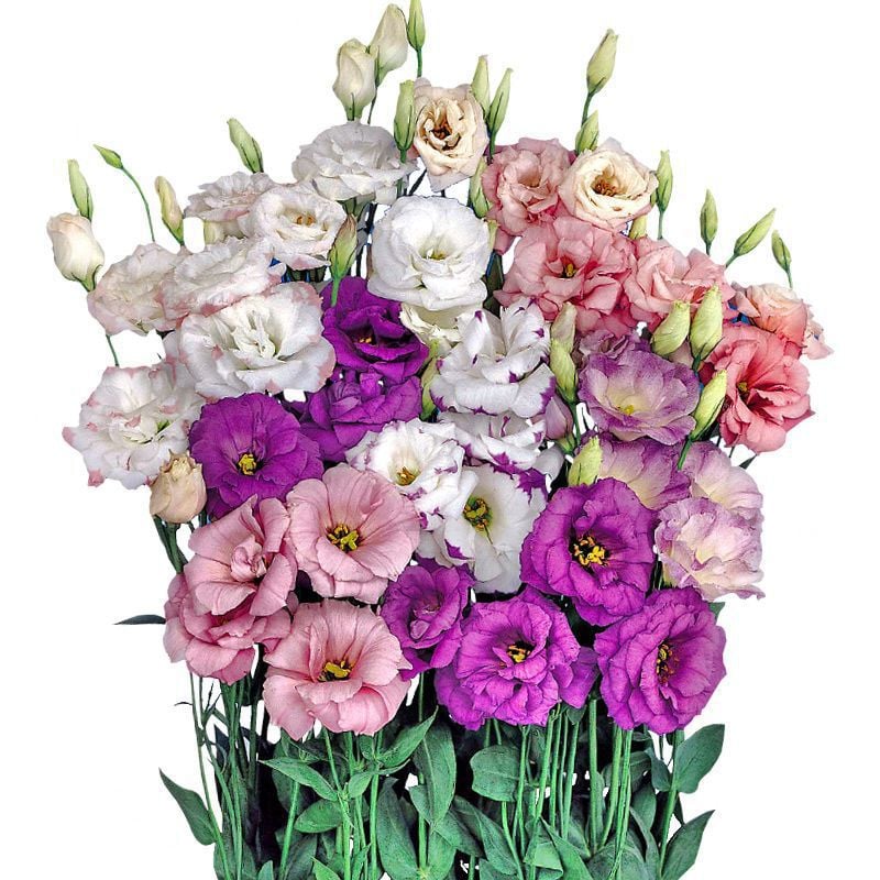 Rosa Eustoma senza spine💐Semi di Lisanthus