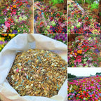 🔥Ultimo giorno di svendita💝Semi di Fiori Perennials Misti - Oltre 30 varietà miste
