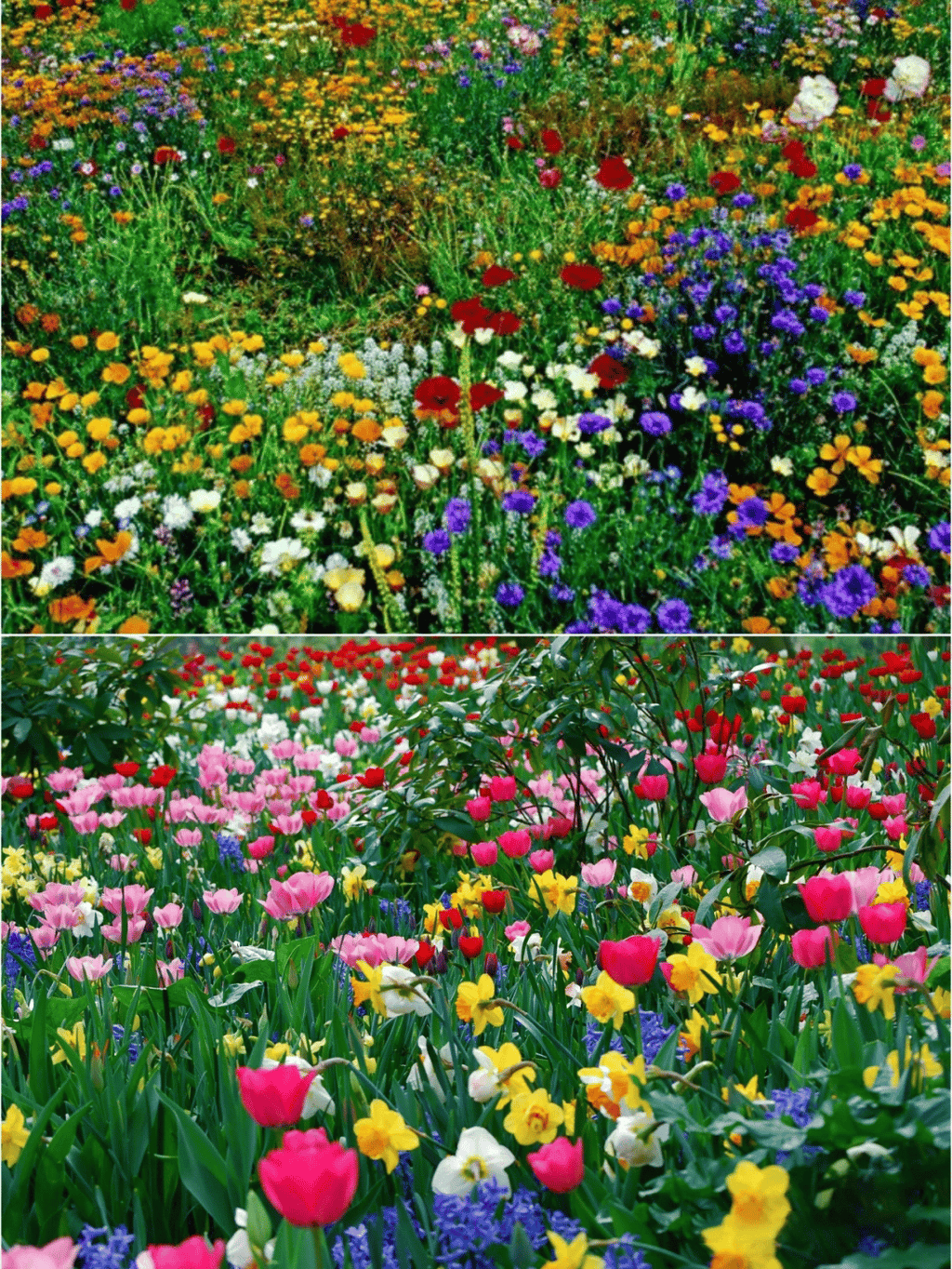 🔥Ultimo giorno di svendita💝Semi di Fiori Perennials Misti - Oltre 30 varietà miste