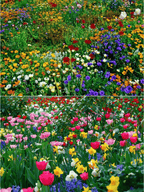 🔥Ultimo giorno di svendita💝Semi di Fiori Perennials Misti - Oltre 30 varietà miste
