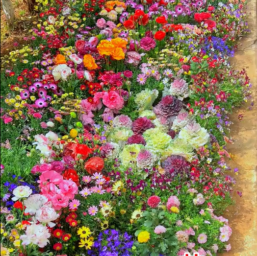 🔥Ultimo giorno di svendita💝Semi di Fiori Perennials Misti - Oltre 30 varietà miste