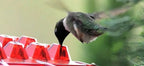 NECTARHAVEN – Alimentatore per Colibrì Antifuga con 30 Porte di Accesso Facile