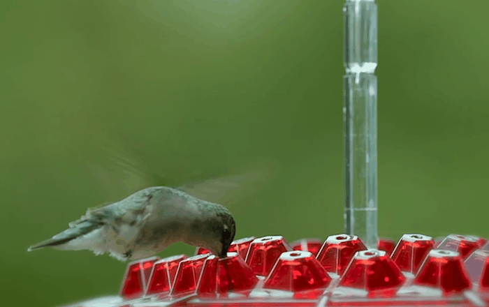 NECTARHAVEN – Alimentatore per Colibrì Antifuga con 30 Porte di Accesso Facile