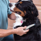 Fellona Trimmer per Animali Senza Nodini | Toelettatura Indolore per Cani e Gatti | Adatto a Tutti i Tipi di Pelo