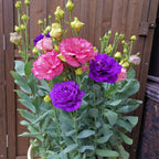 Rosa Eustoma senza spine💐Semi di Lisanthus