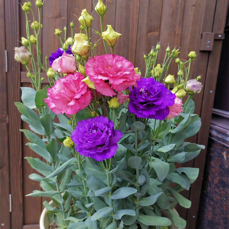 Rosa Eustoma senza spine💐Semi di Lisanthus
