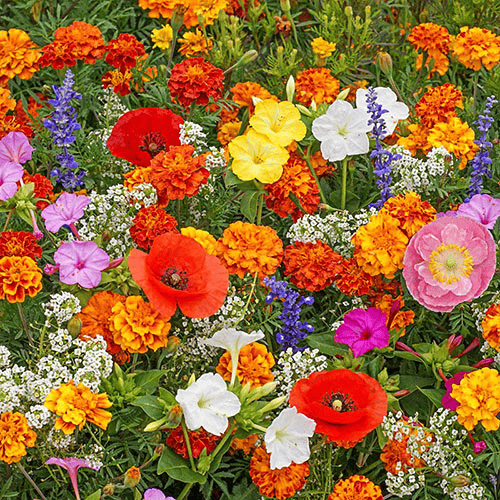 🔥Ultimo giorno di svendita💝Semi di Fiori Perennials Misti - Oltre 30 varietà miste