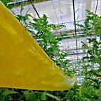 BUGSTRIP – Nastro Barriera Insetti Appiccicoso per Esterni
