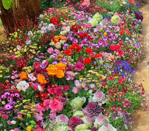 🔥Ultimo giorno di svendita💝Semi di Fiori Perennials Misti - Oltre 30 varietà miste