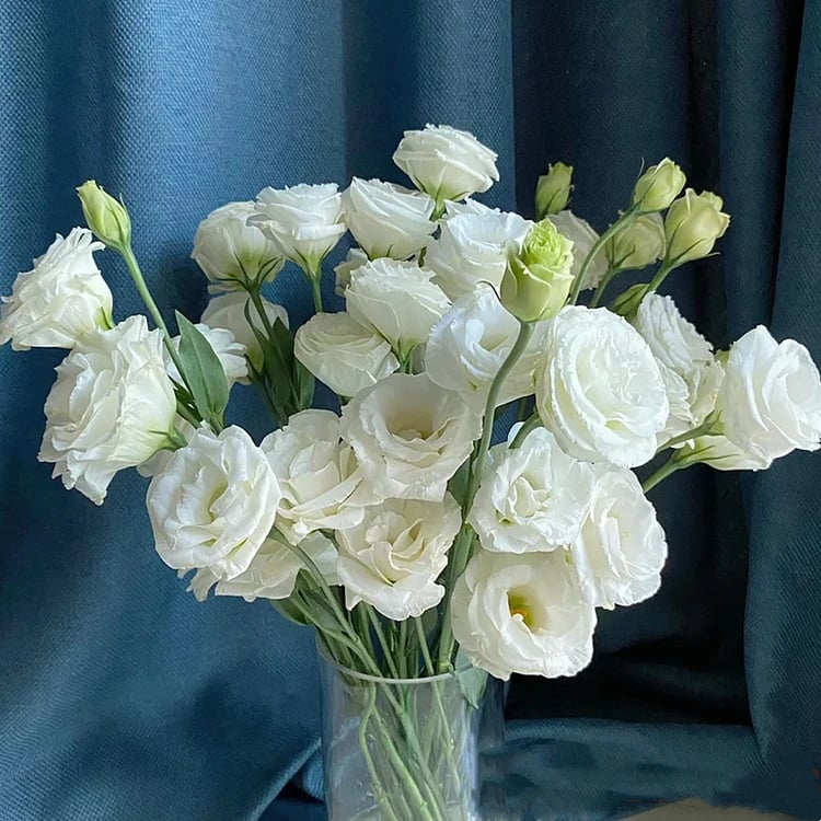 Rosa Eustoma senza spine💐Semi di Lisanthus