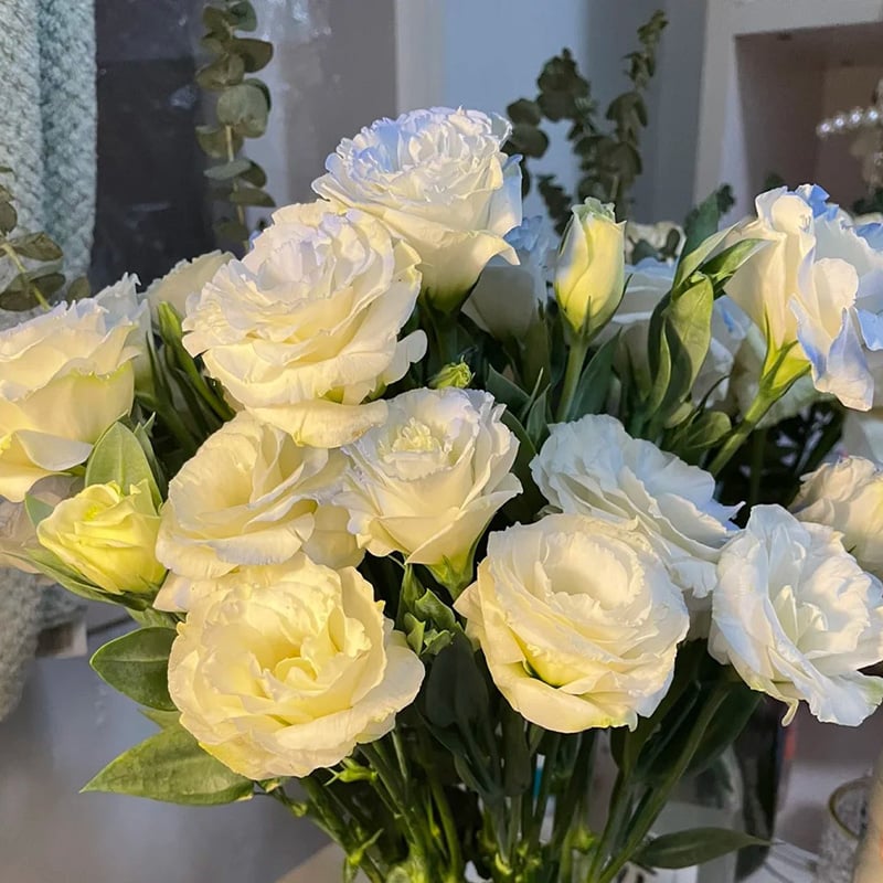 Rosa Eustoma senza spine💐Semi di Lisanthus