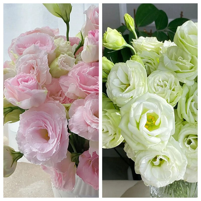 Rosa Eustoma senza spine💐Semi di Lisanthus
