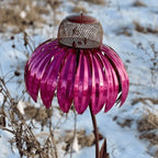 Nutribird Coneflower