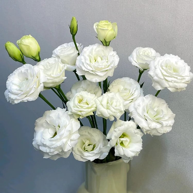 Rosa Eustoma senza spine💐Semi di Lisanthus