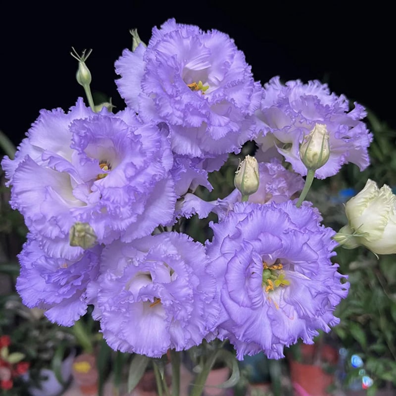 Rosa Eustoma senza spine💐Semi di Lisanthus