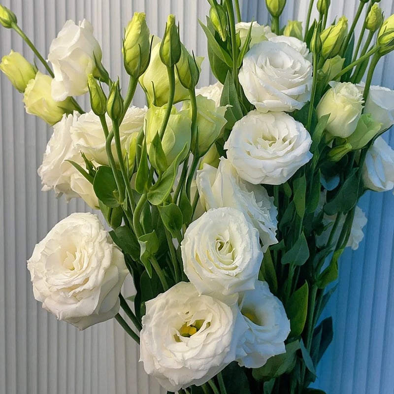 Rosa Eustoma senza spine💐Semi di Lisanthus