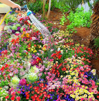 🔥Ultimo giorno di svendita💝Semi di Fiori Perennials Misti - Oltre 30 varietà miste