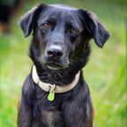 Tracker GPS Waterproof per Animali Domestici