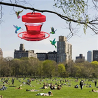 Nutrienti per Colibrì a Prova di Api con Perch