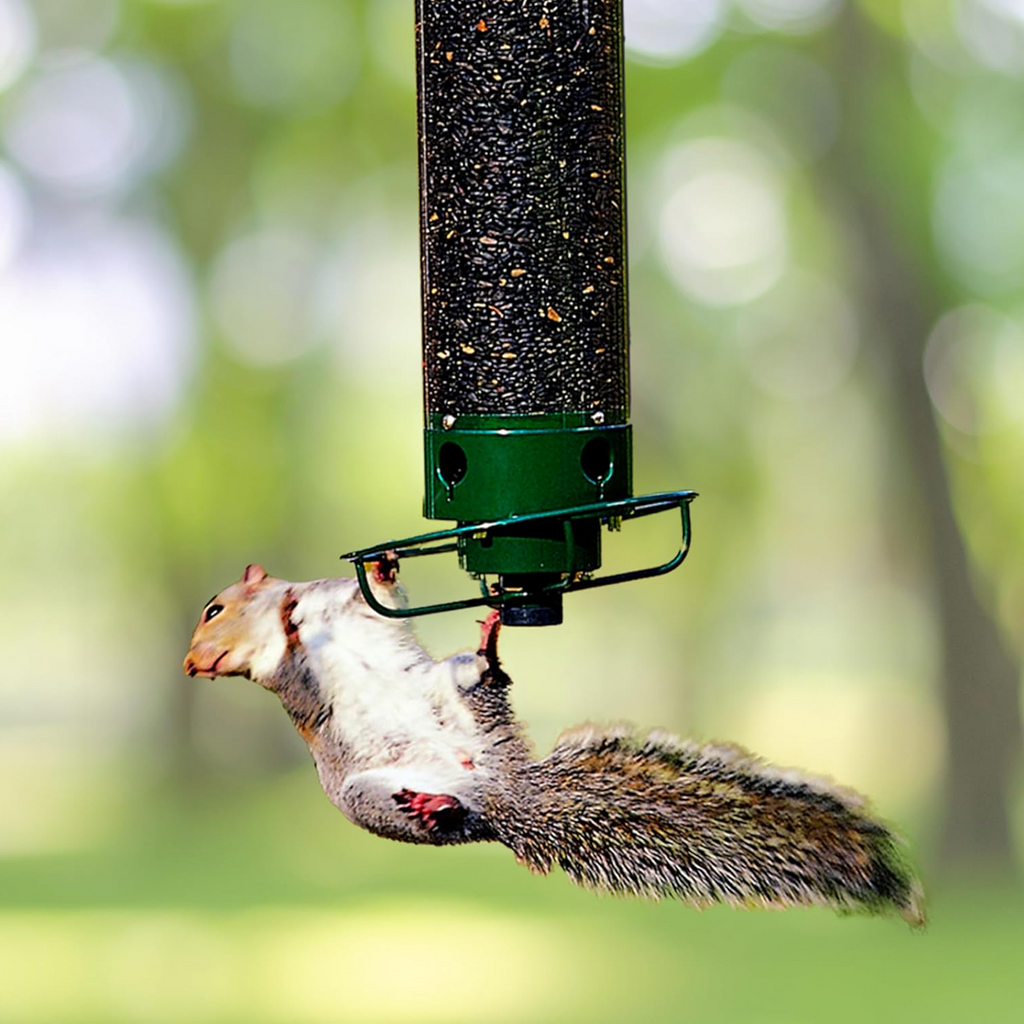 Nutriente per Uccelli a Prova di Scoiattolo