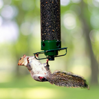 Nutriente per Uccelli a Prova di Scoiattolo