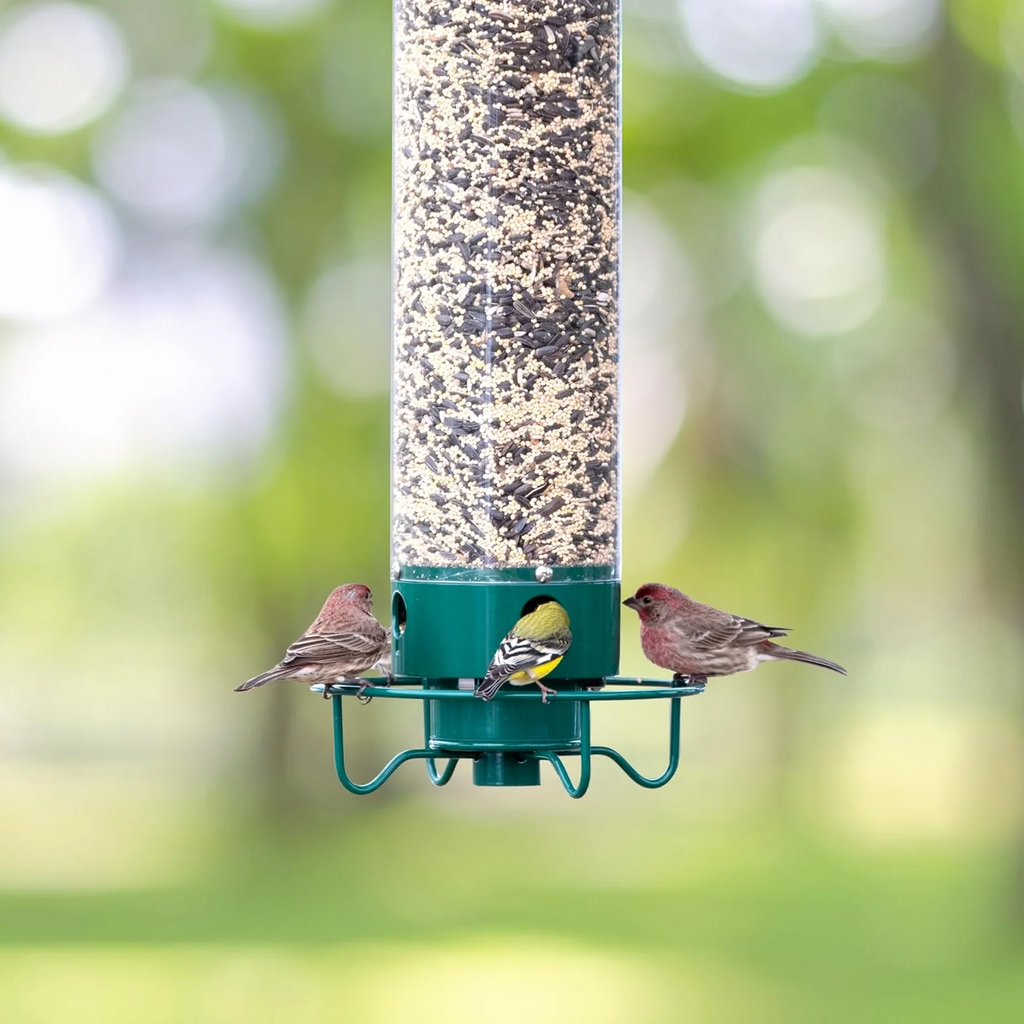 Nutriente per Uccelli a Prova di Scoiattolo