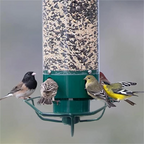 Nutriente per Uccelli a Prova di Scoiattolo